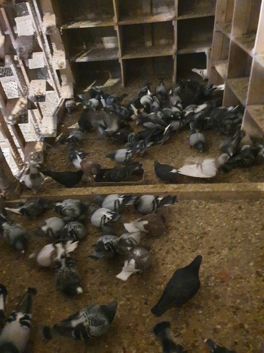 Vând porumbei voiajori