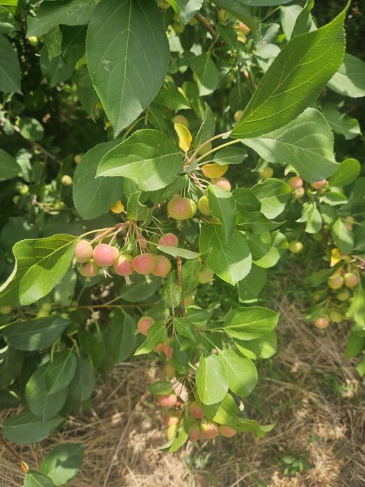 Продаю домашние яблоки