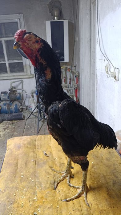 Продам боевого петуха