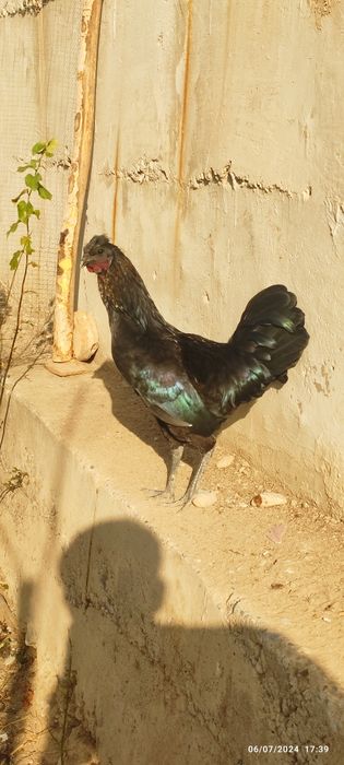 Ayamsemani Qorashaxzoda xõrozlar  Margilonda