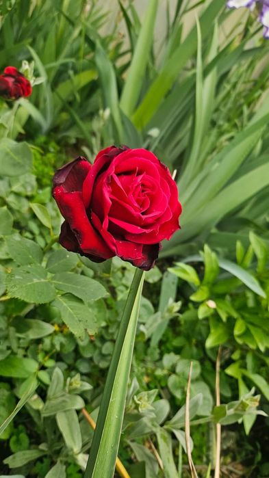 Цветы ирисы розы тюльпаны пионы