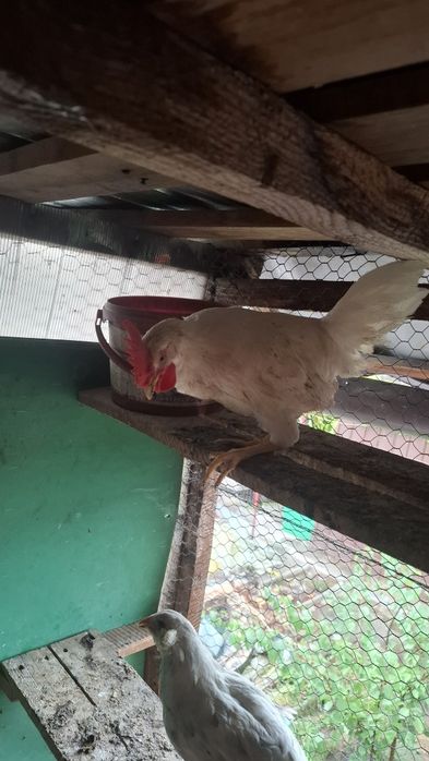 Cocosi si cocosei pentru rase de gaini ouatoare