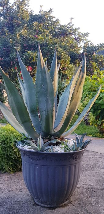 Agava verde și agava american