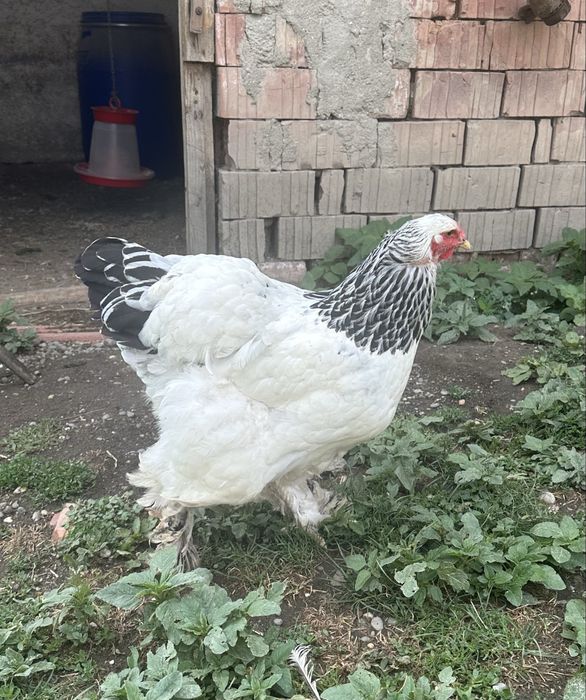 Gaini si cocos Brahma herminat deschis HD