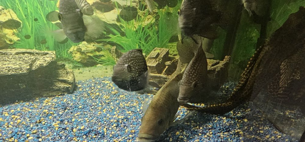 Pesti acvariu exotici