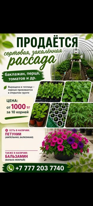 Рассада закалённая стартовая