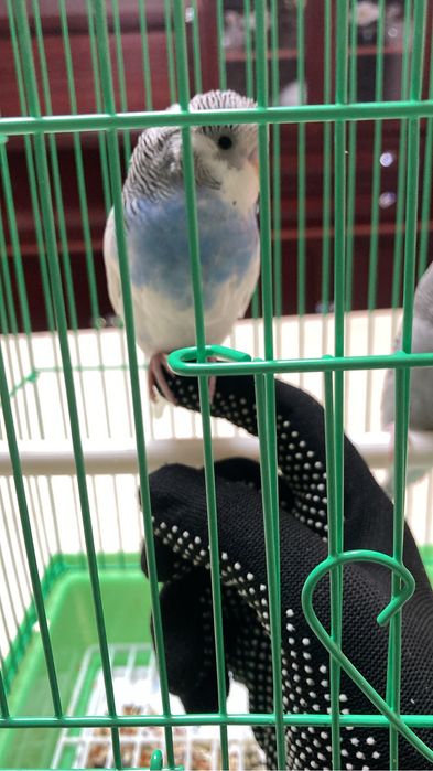 Продам ручных попугаев