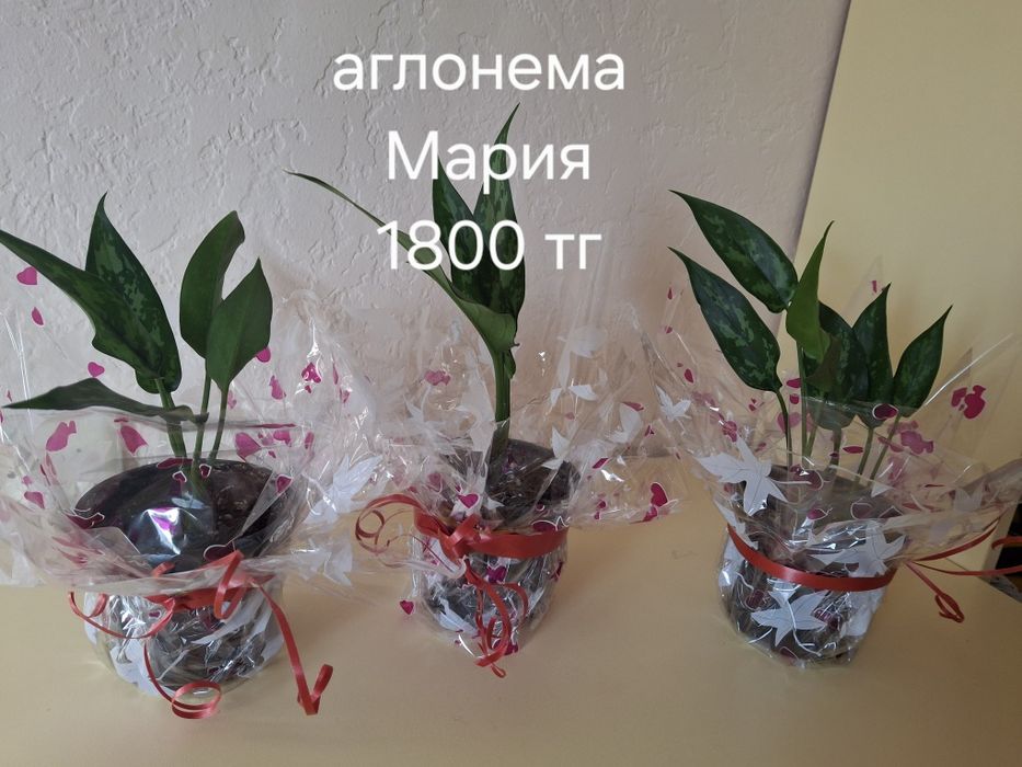 Комнатные растения одоптированые