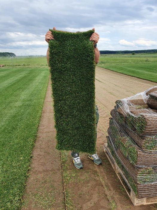 Gazon    Rulou   Sau  insamintare  de  Gazon