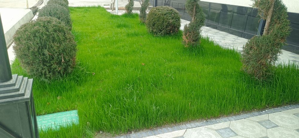 Газзон экиш парааришлаш хизмати.