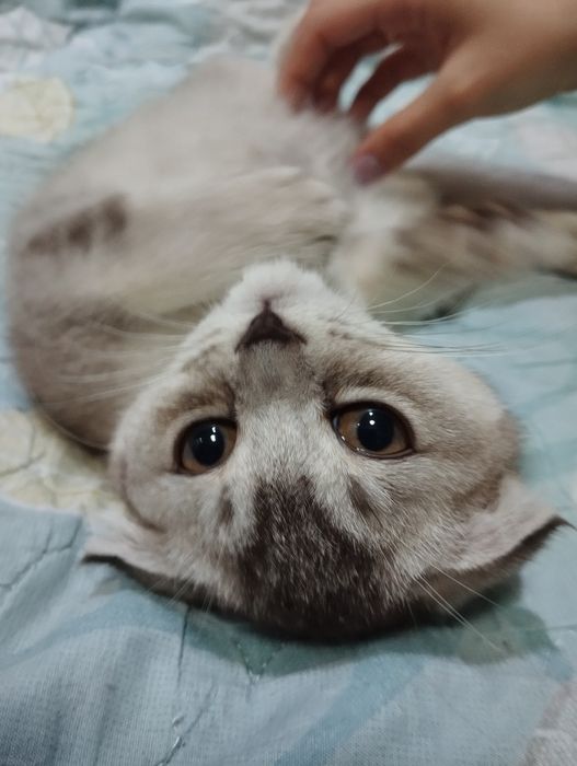 Котёнок скоттиш фолд девочка шиншилла