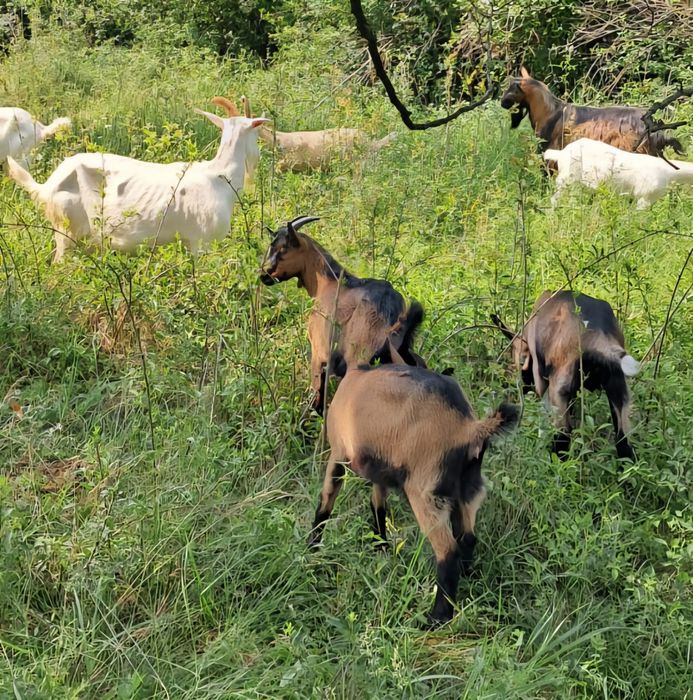 Vând capre Rasa Saanen si Alpin Francez