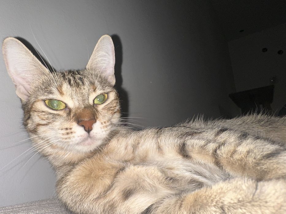 Търси се любящ дом за гальовна котка Зевс