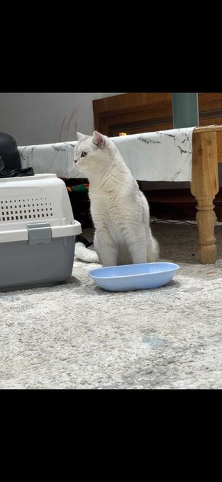 Вязка (juftlashtirish) British Shorthair ShinShilla