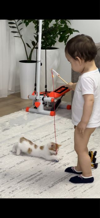 Кот , котенок……..