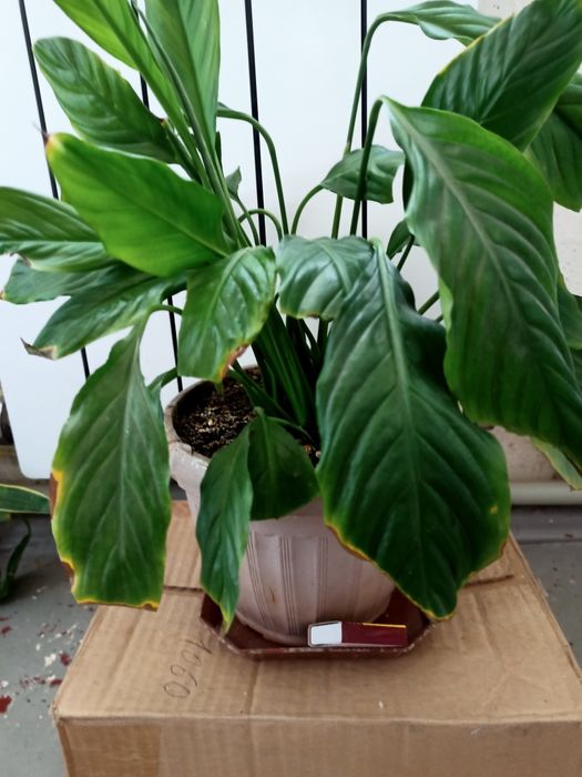 Домашние цветы на выбор