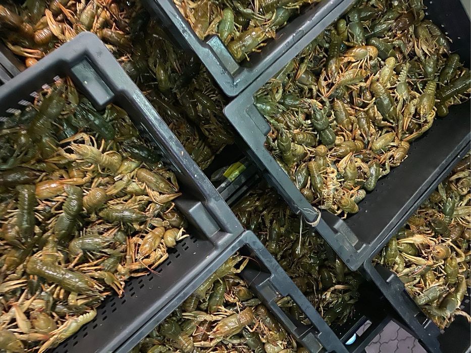 Живые раки оптом