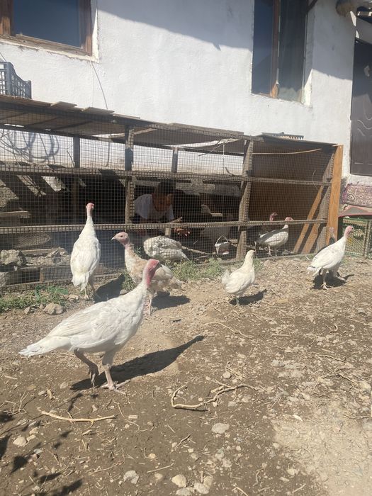 Продам гусей индюков и куриц
