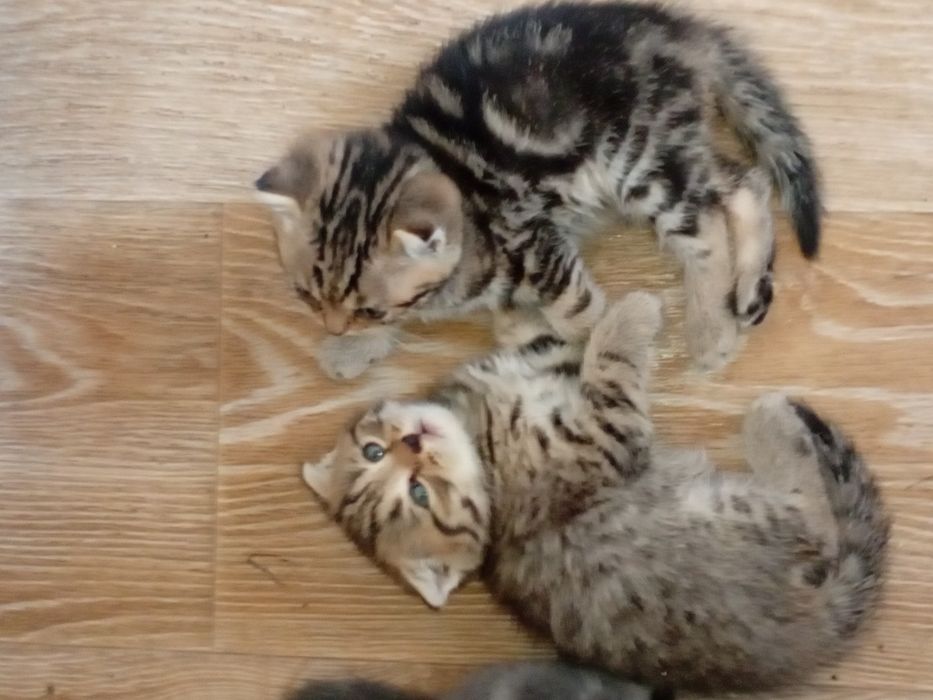 Продам вислоухих котят