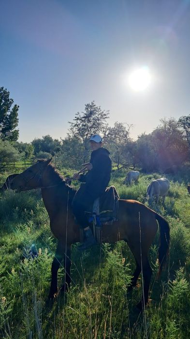 Жылқы 7 жаста міңгіге