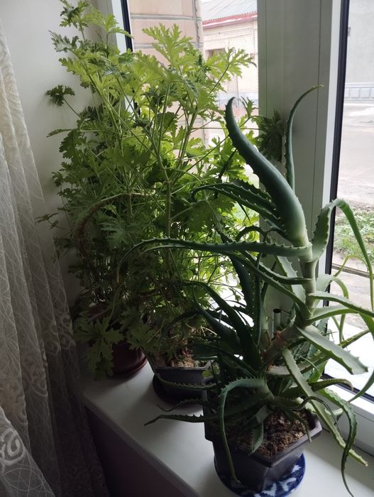 Pelargoniya xonaki gullar sotiladi
