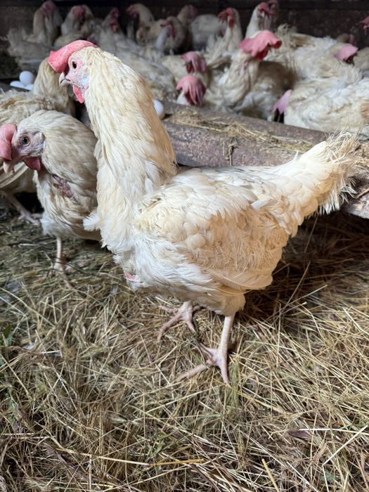 Легорны куры несушки Ломан
