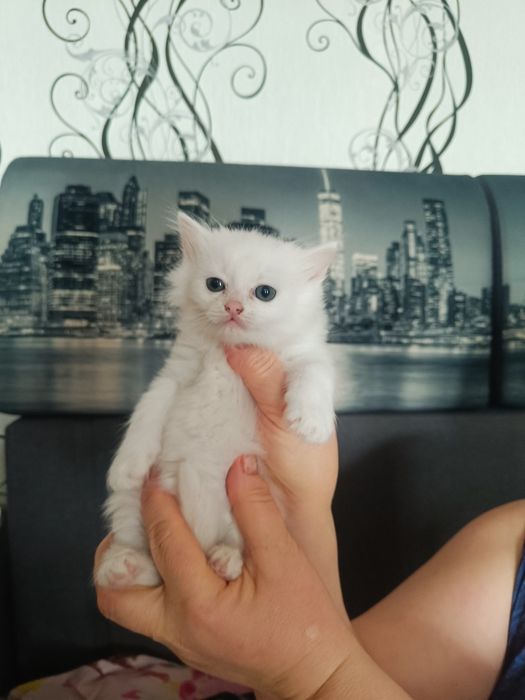 Пристроим девочку красавицу!