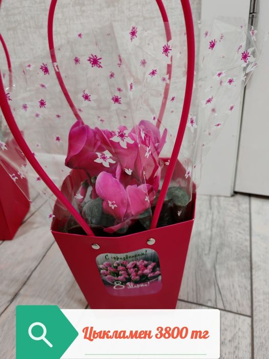 Бөлме гүлдері. Район Компоселок