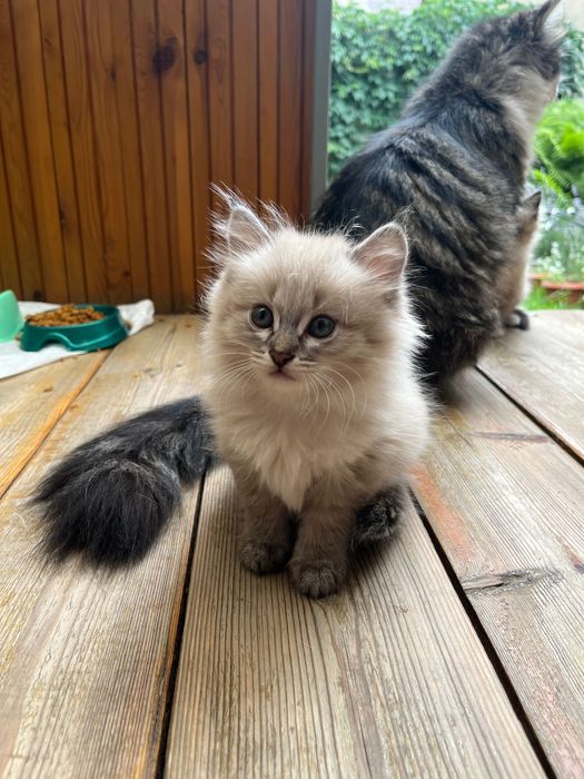 Отдам котенка в добрые руки