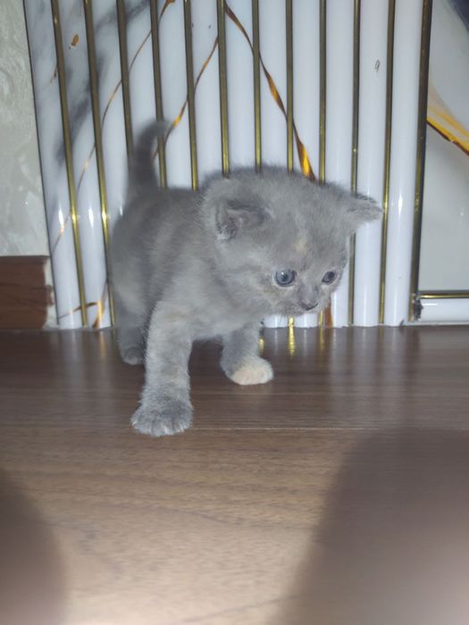 Породистые котенки, подробнее в описании