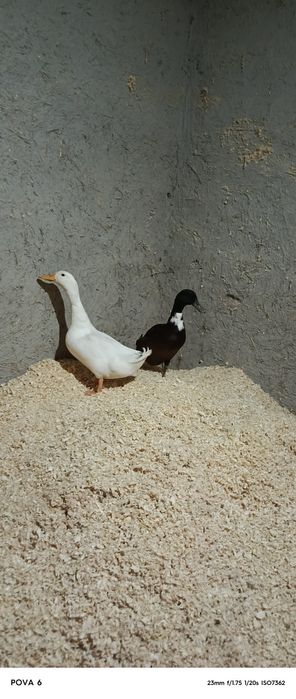 Yaponcha xurozcha Ōrdak