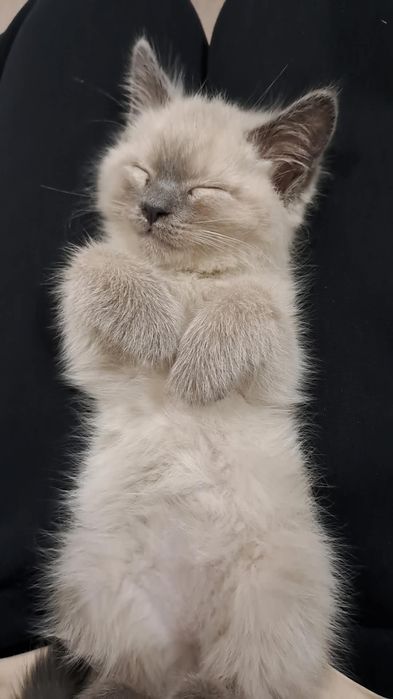 Сиамский кот мальчик