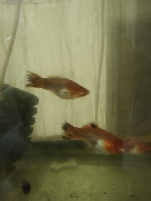 Большие беременные самки