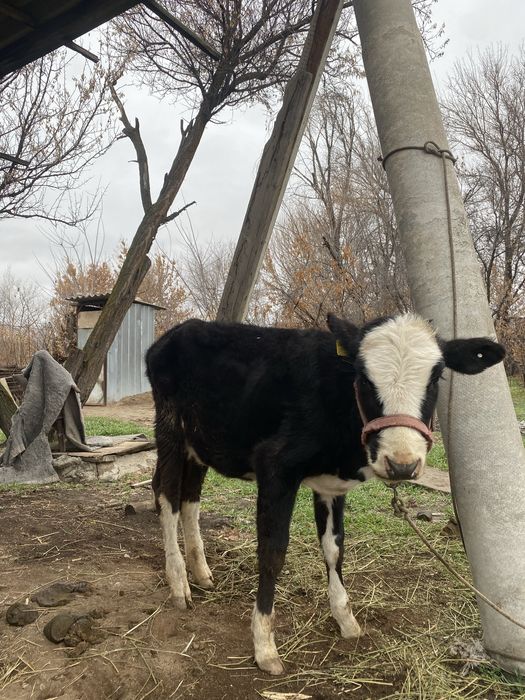 Бузау 7 айлык срочно сатылады