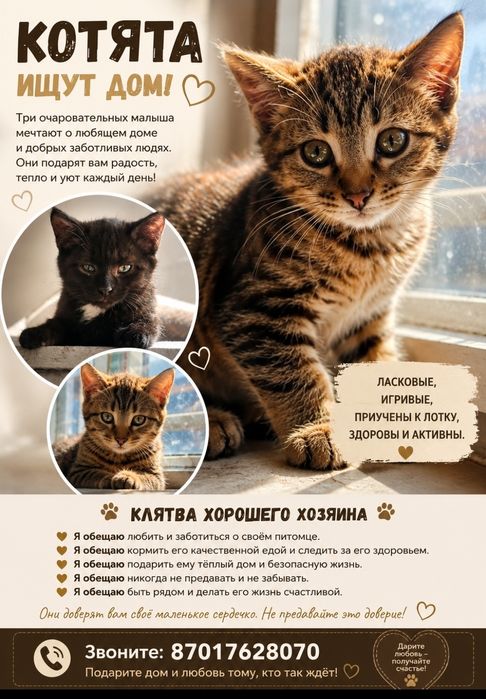Отдам котят в хорошие руки