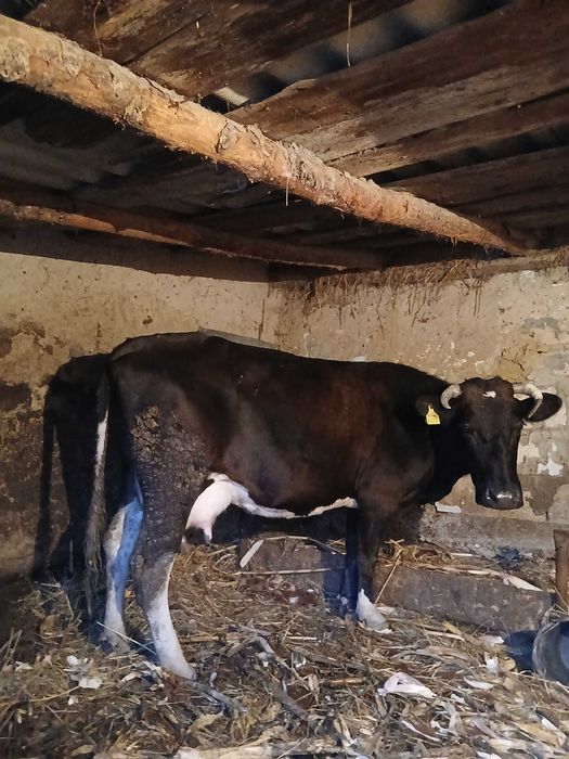 Vand vaca frumoasa cu lapte