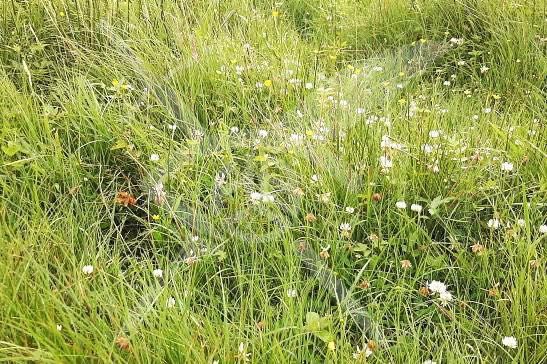 Парцел в Крумово! 92817