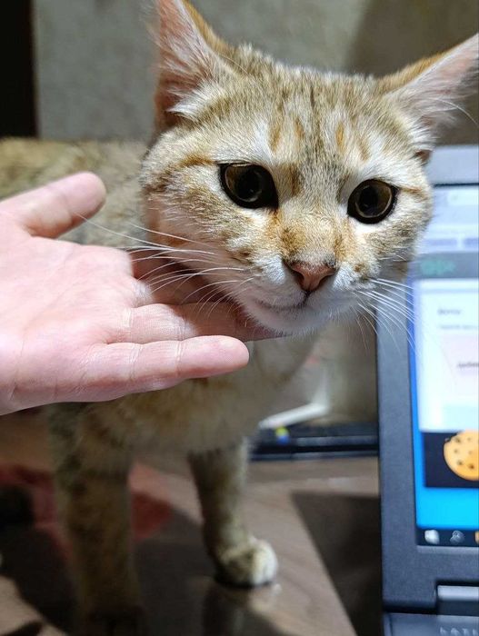 отдам кошечку в хорошие, добрые  руки