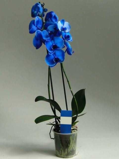 Синяя орхидея Фаленопсис (Королевский голубой)