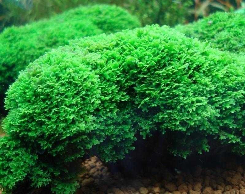 Moss Fissidens Fontanus sau Riccardia Chamedryfolia 8x8 cm