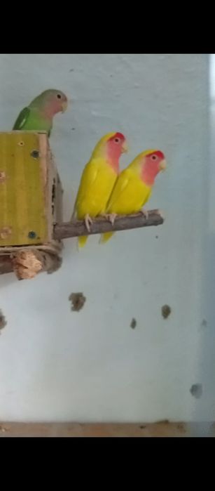 Sariqlar ishlagan qolgani tayyor