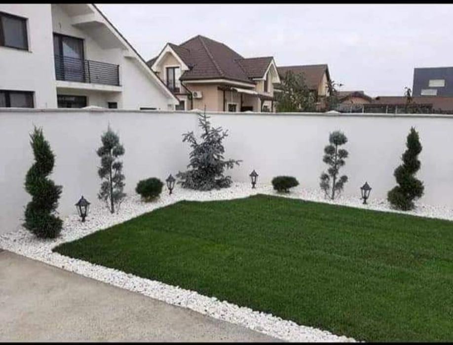 Plante ornamentale la ghiveci gazon rulou