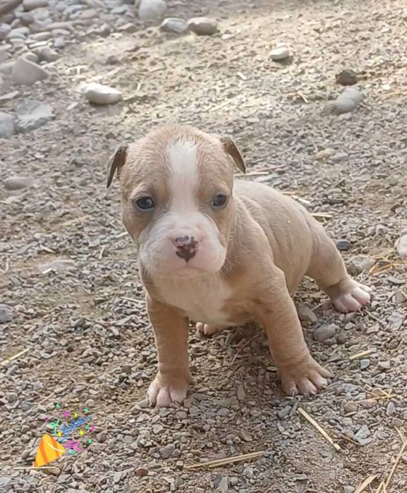 Пит-буль    щенки