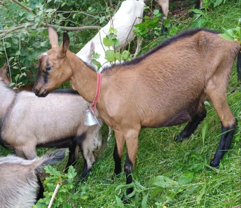Capră de vanzare