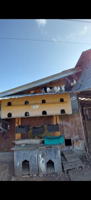 Disponibil porumbei înfoiați