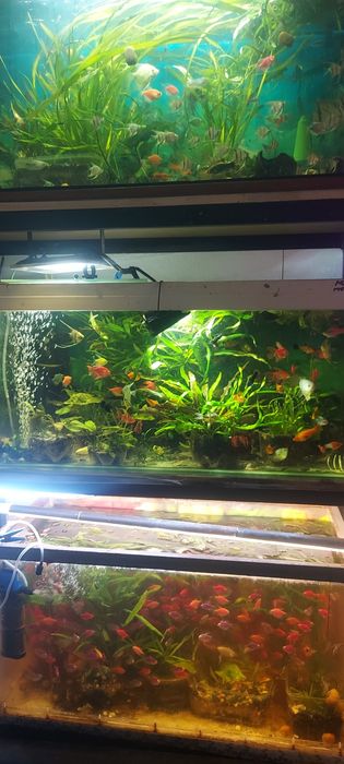 Молинезия. Растения Рыбки аквариумные.