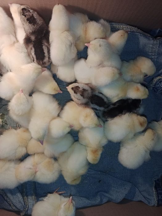 Продам цыплят порода Адлер