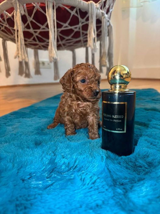 Poodle baietel jucăuș și iubitor