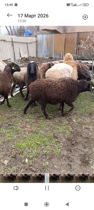 Гиссар матки котные