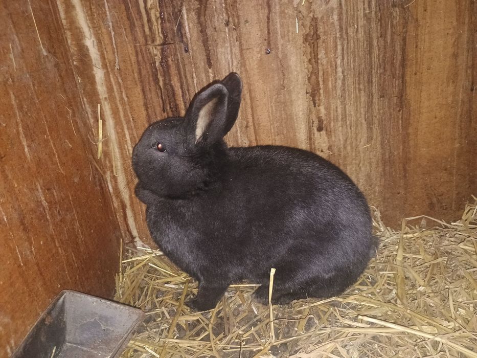 Iepuroaică neozeelandez